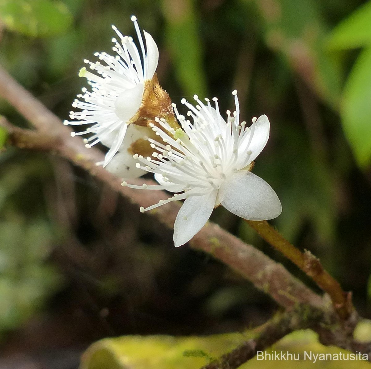 Symplocos pulchra subsp. hispidula (Thwaites) Noot.